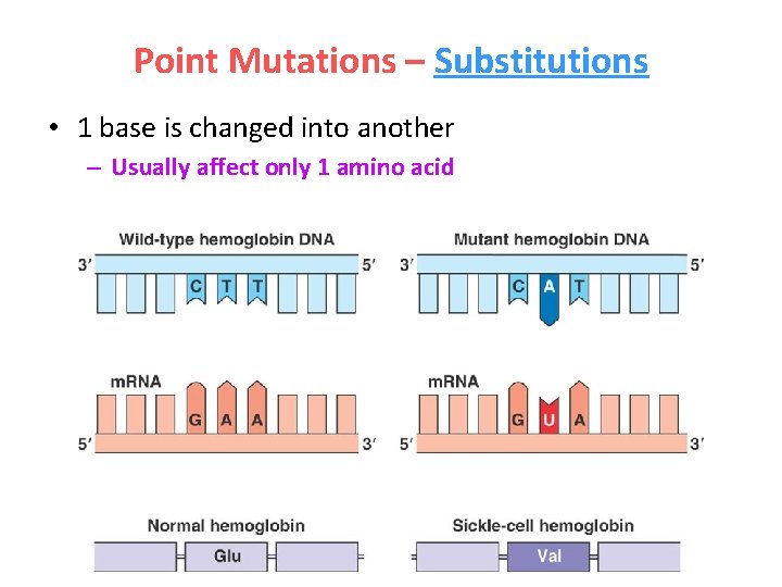 Point Mutations – Substitutions • 1 base is changed into another – Usually affect