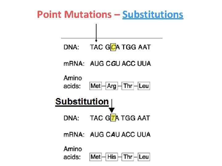 Point Mutations – Substitutions 