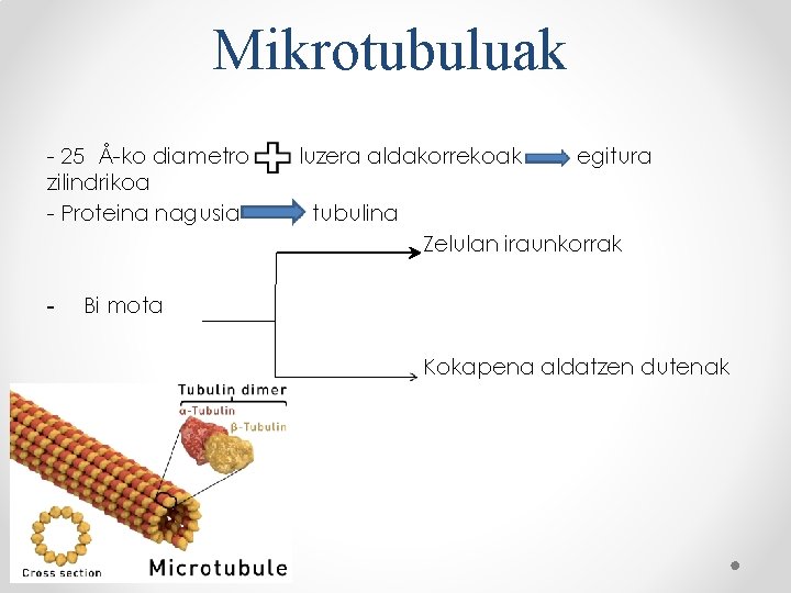 Mikrotubuluak - 25 Å-ko diametro zilindrikoa - Proteina nagusia luzera aldakorrekoak egitura tubulina Zelulan