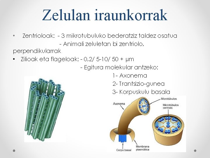 Zelulan iraunkorrak Zentrioloak: - 3 mikrotubuluko bederatziz taldez osatua - Animali zeluletan bi zentriolo,