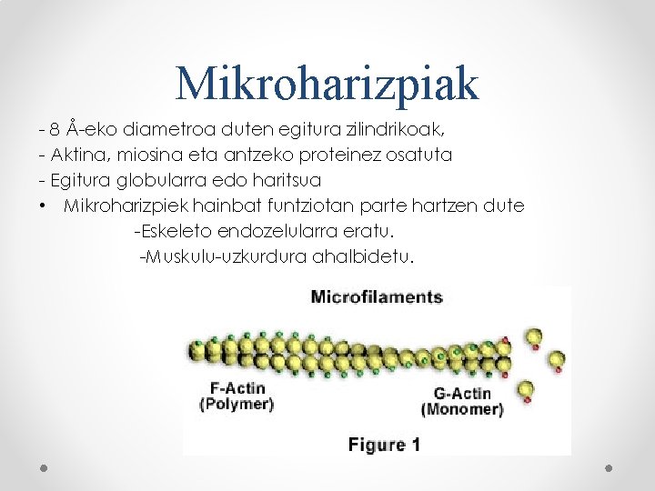 Mikroharizpiak - 8 Å-eko diametroa duten egitura zilindrikoak, - Aktina, miosina eta antzeko proteinez