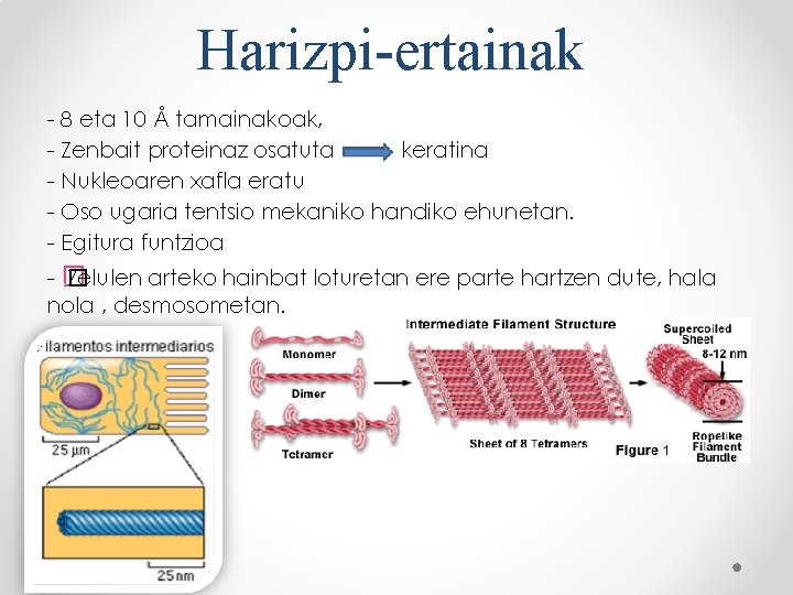 Harizpi-ertainak - 8 eta 10 Å tamainakoak, - Zenbait proteinaz osatuta keratina - Nukleoaren