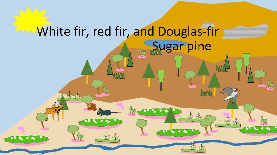 White fir, red fir, and Douglas-fir Sugar pine 