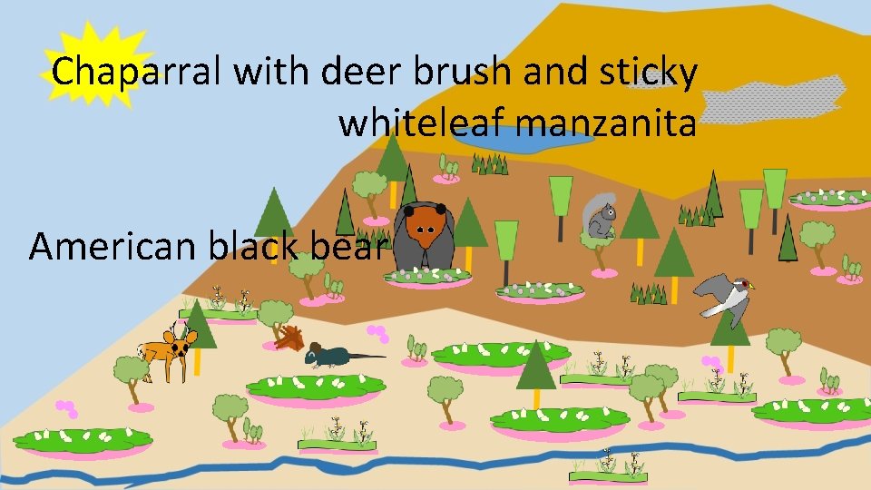 Chaparral with deer brush and sticky whiteleaf manzanita American black bear 