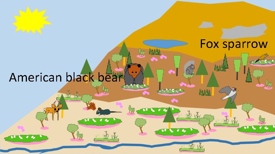 Fox sparrow American black bear 