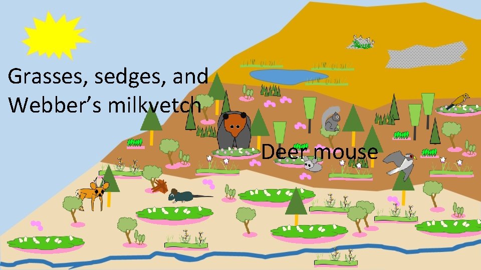 Grasses, sedges, and Webber’s milkvetch Deer mouse 
