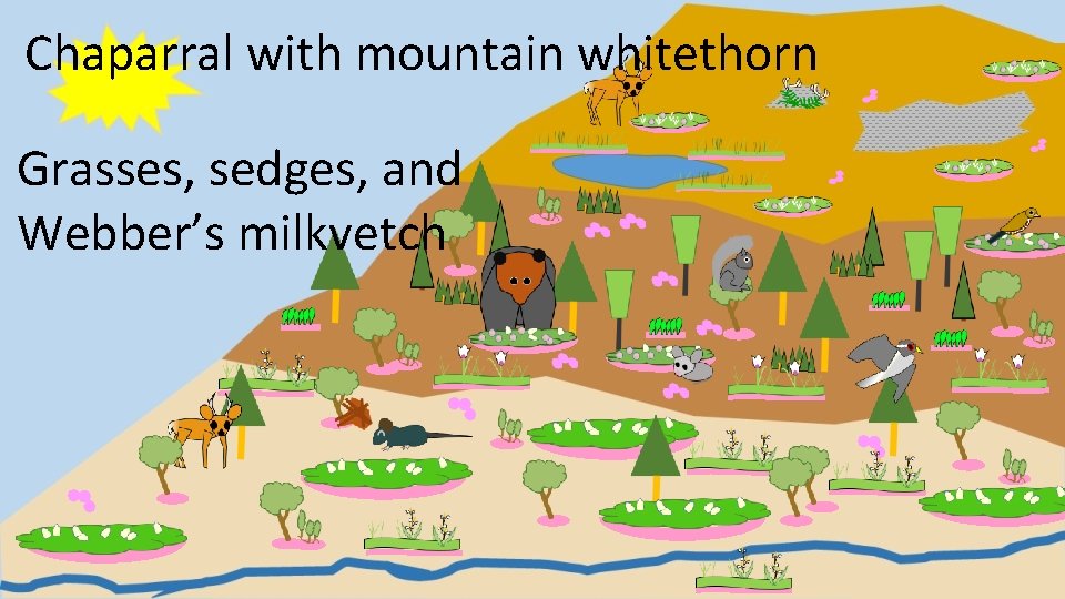 Chaparral with mountain whitethorn Grasses, sedges, and Webber’s milkvetch 