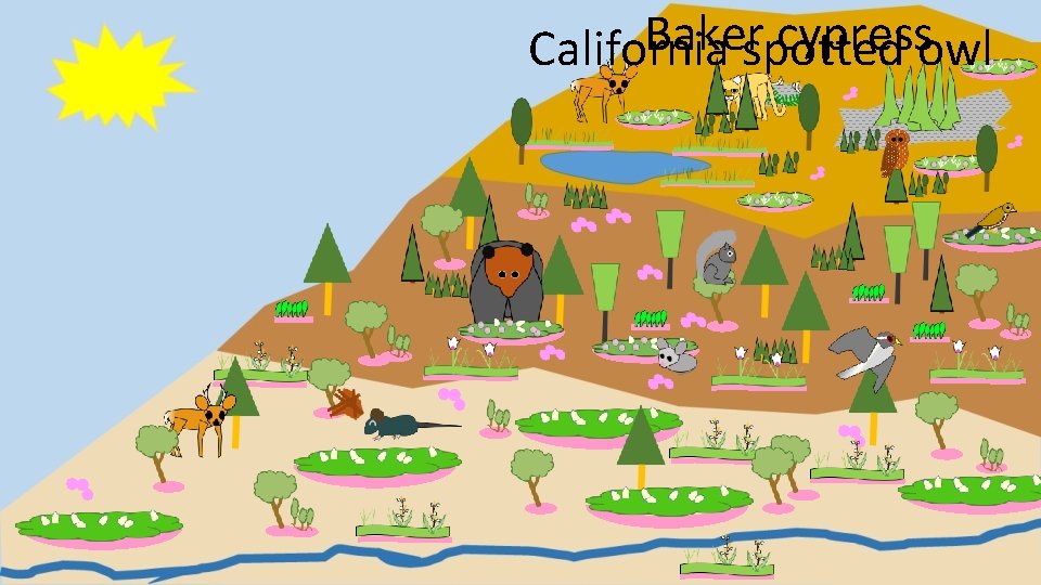 Baker cypress California spotted owl 