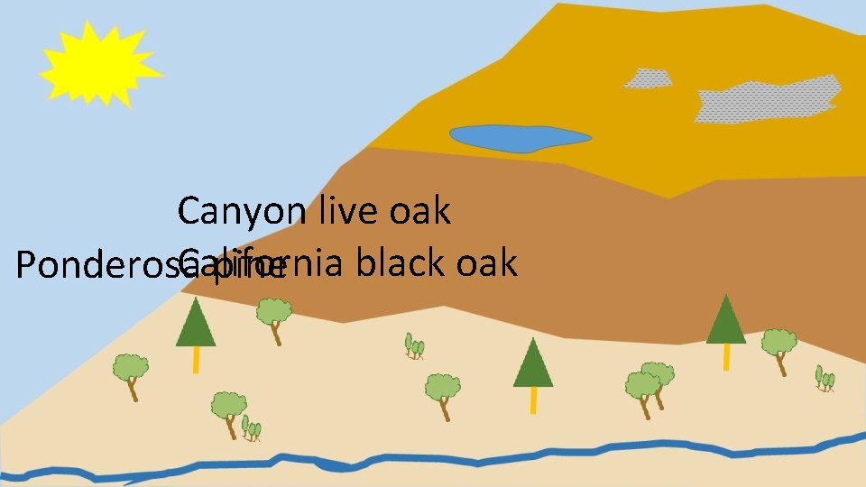 Canyon live oak California black oak Ponderosa pine 