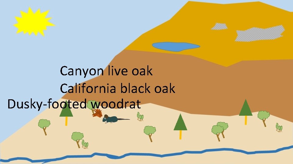 Canyon live oak California black oak Dusky-footed woodrat 