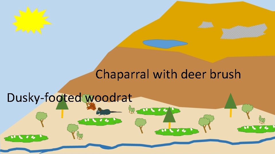 Chaparral with deer brush Dusky-footed woodrat 