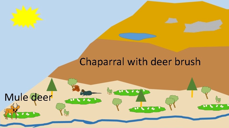 Chaparral with deer brush Mule deer 