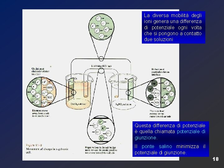 La diversa mobilità degli ioni genera una differenza di potenziale ogni volta che si