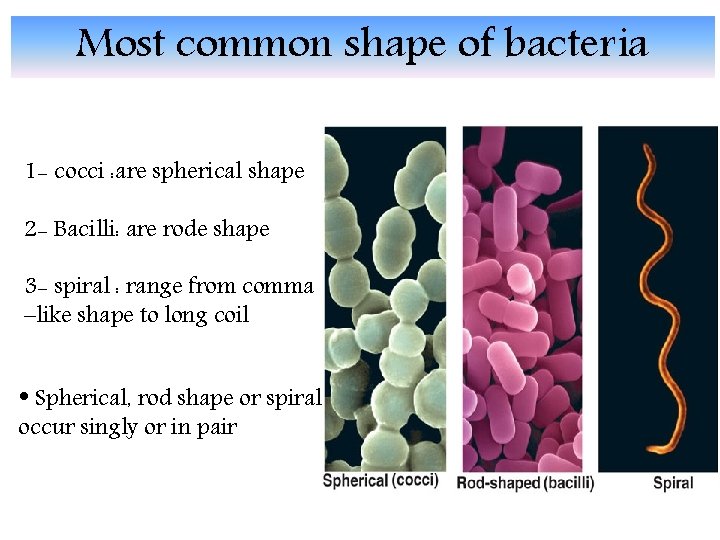 Most common shape of bacteria 1 - cocci : are spherical shape 2 -