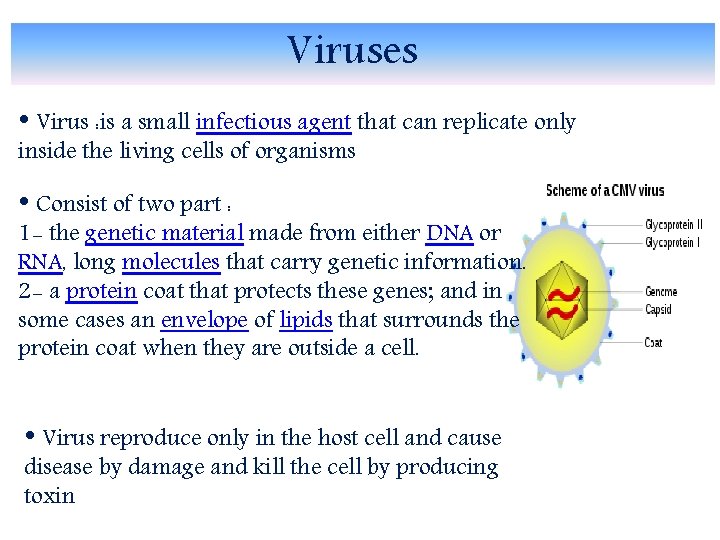 Viruses • Virus : is a small infectious agent that can replicate only inside