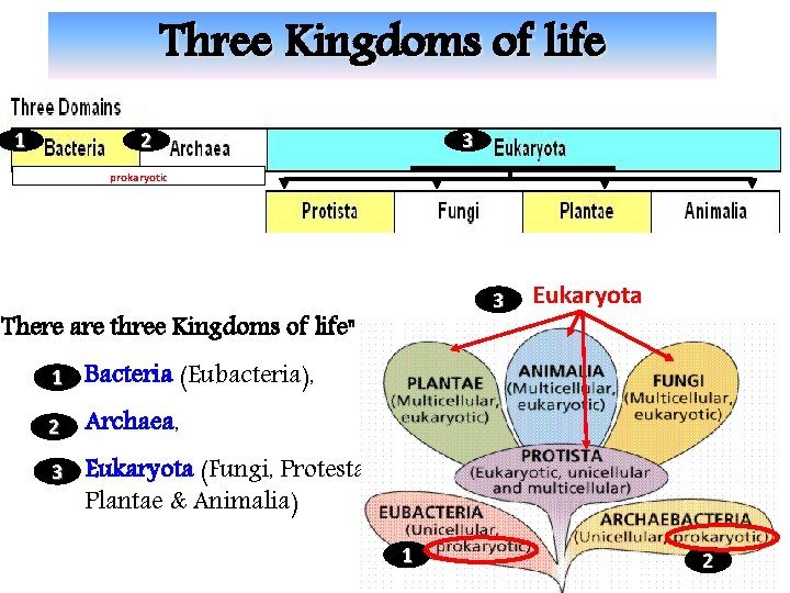 Three Kingdoms of life 2 1 3 prokaryotic 3 There are three Kingdoms of