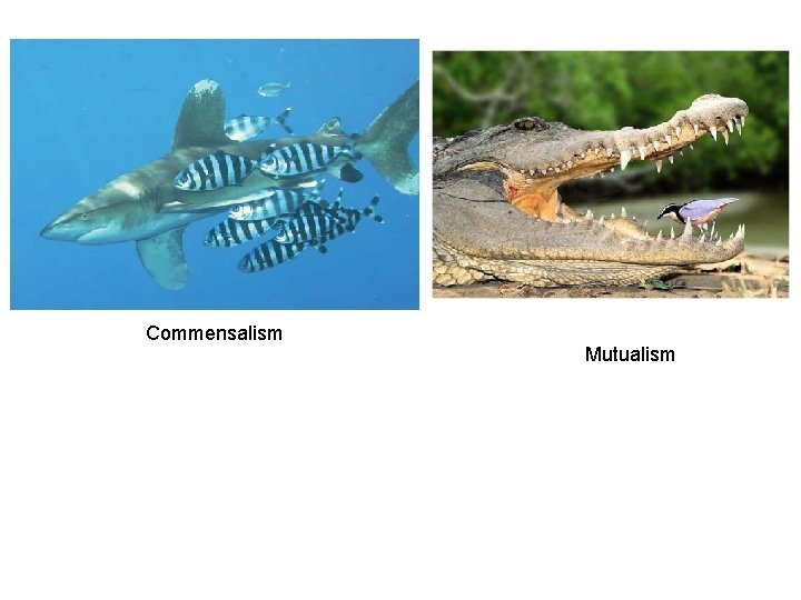 Commensalism Mutualism 