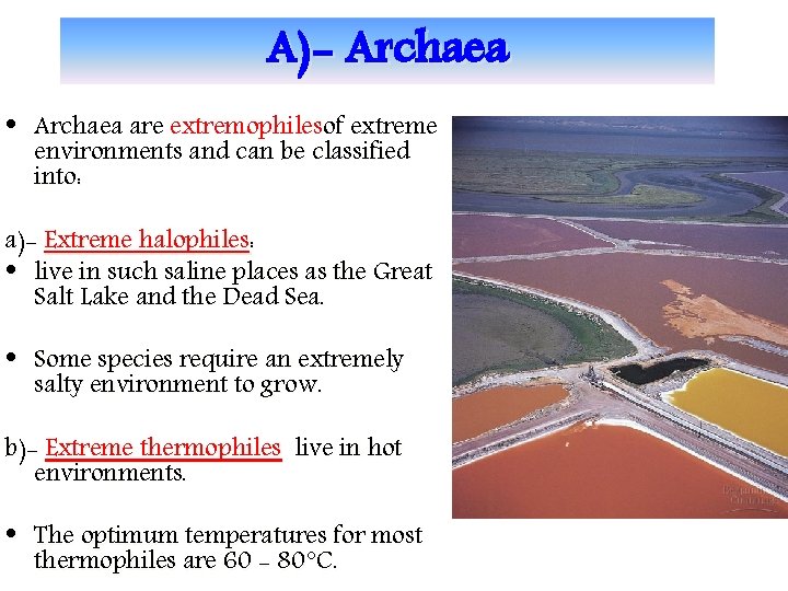 A)- Archaea • Archaea are extremophilesof extreme environments and can be classified into: a)-