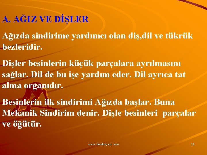 A. AĞIZ VE DİŞLER Ağızda sindirime yardımcı olan diş, dil ve tükrük bezleridir. Dişler