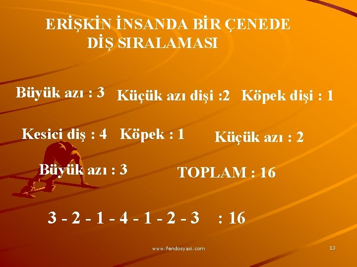 ERİŞKİN İNSANDA BİR ÇENEDE DİŞ SIRALAMASI Büyük azı : 3 Küçük azı dişi :