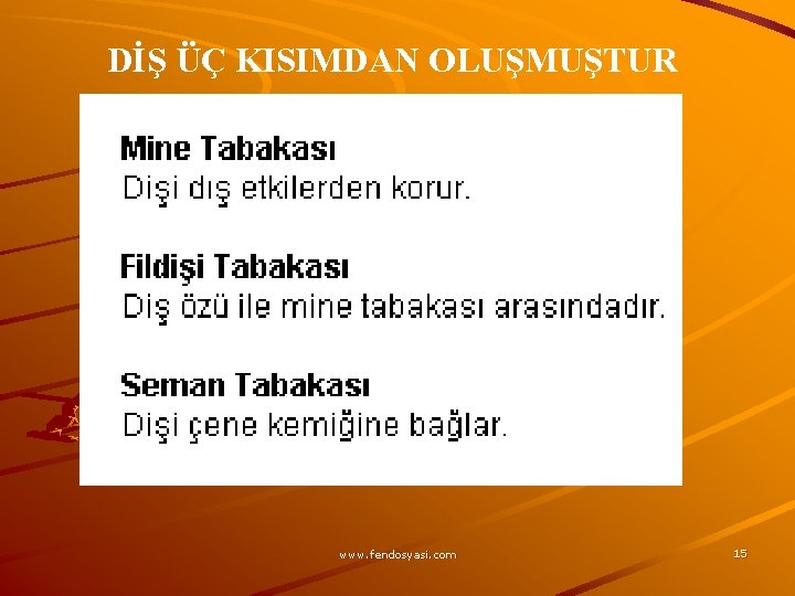 DİŞ ÜÇ KISIMDAN OLUŞMUŞTUR www. fendosyasi. com 15 