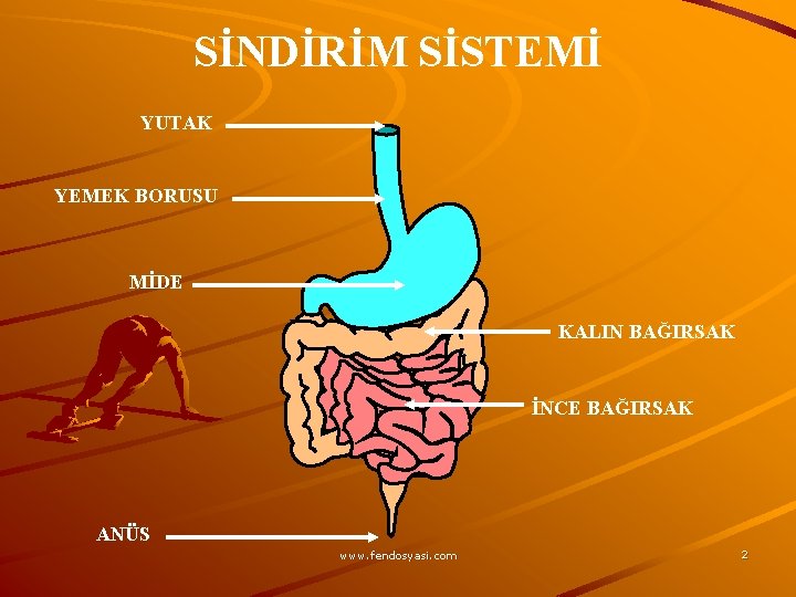 SİNDİRİM SİSTEMİ YUTAK YEMEK BORUSU MİDE KALIN BAĞIRSAK İNCE BAĞIRSAK ANÜS www. fendosyasi. com