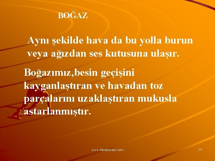 BOĞAZ Aynı şekilde hava da bu yolla burun veya ağızdan ses kutusuna ulaşır. Boğazımız,