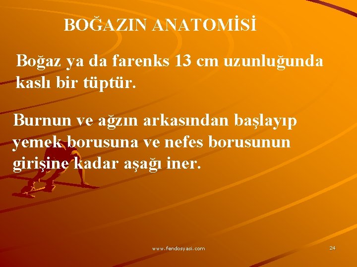 BOĞAZIN ANATOMİSİ Boğaz ya da farenks 13 cm uzunluğunda kaslı bir tüptür. Burnun ve