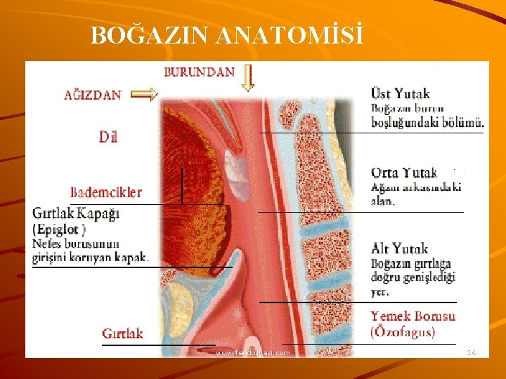 BOĞAZIN ANATOMİSİ www. fendosyasi. com 26 