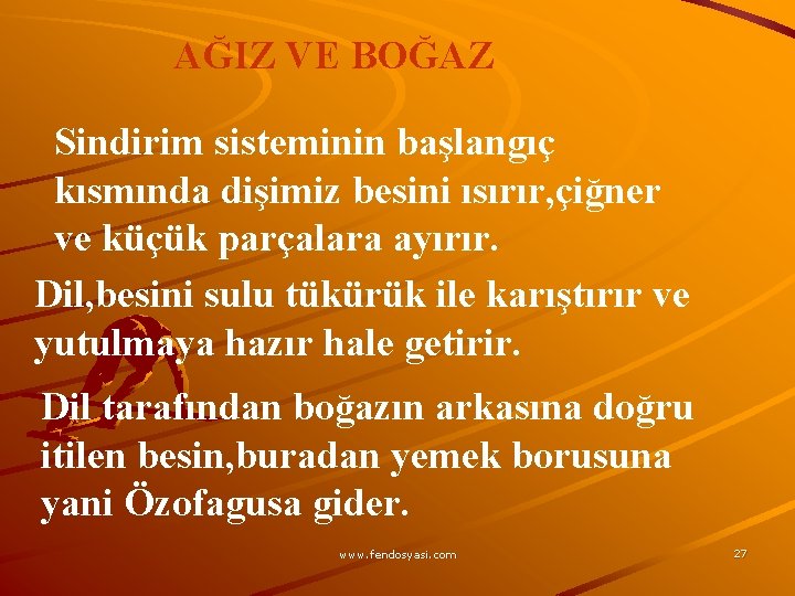 AĞIZ VE BOĞAZ Sindirim sisteminin başlangıç kısmında dişimiz besini ısırır, çiğner ve küçük parçalara