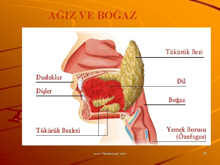 AĞIZ VE BOĞAZ www. fendosyasi. com 28 