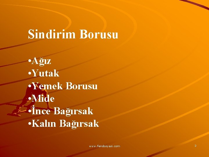 Sindirim Borusu • Ağız • Yutak • Yemek Borusu • Mide • İnce Bağırsak