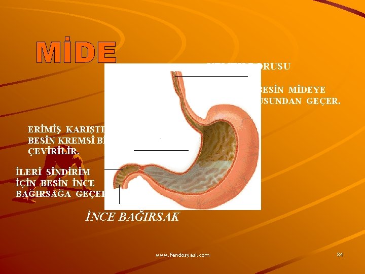 YEMEK BORUSU ÇİĞNENMİŞ BESİN MİDEYE YEMEK BORUSUNDAN GEÇER. ERİMİŞ KARIŞTIRILAN BESİN KREMSİ BİR SIVIYA