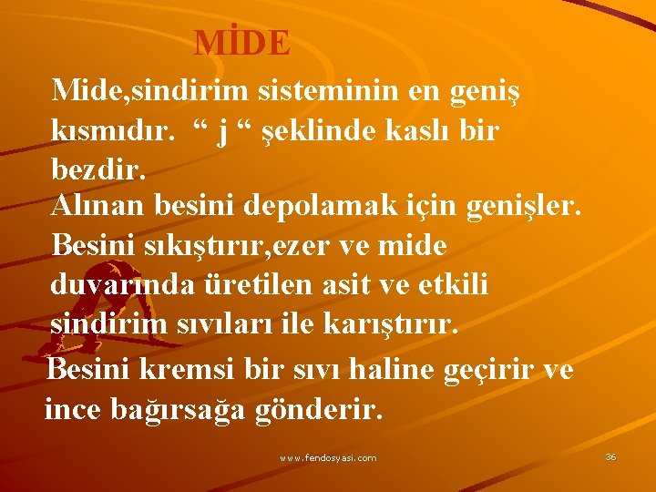 MİDE Mide, sindirim sisteminin en geniş kısmıdır. “ j “ şeklinde kaslı bir bezdir.