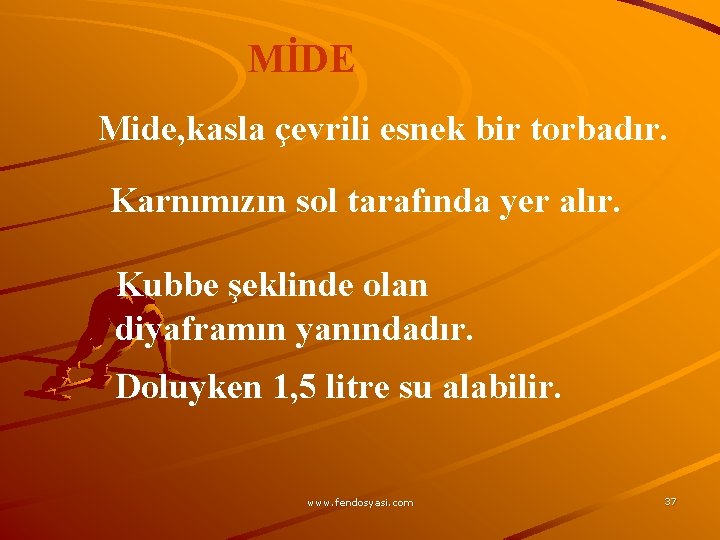 MİDE Mide, kasla çevrili esnek bir torbadır. Karnımızın sol tarafında yer alır. Kubbe şeklinde