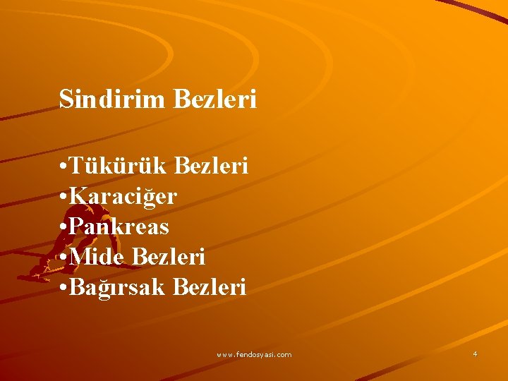 Sindirim Bezleri • Tükürük Bezleri • Karaciğer • Pankreas • Mide Bezleri • Bağırsak