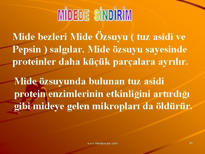 Mide bezleri Mide Özsuyu ( tuz asidi ve Pepsin ) salgılar. Mide özsuyu sayesinde