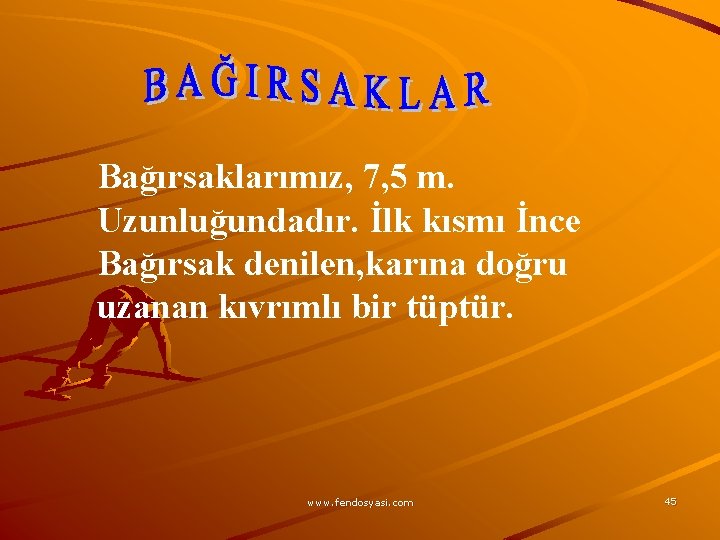 Bağırsaklarımız, 7, 5 m. Uzunluğundadır. İlk kısmı İnce Bağırsak denilen, karına doğru uzanan kıvrımlı