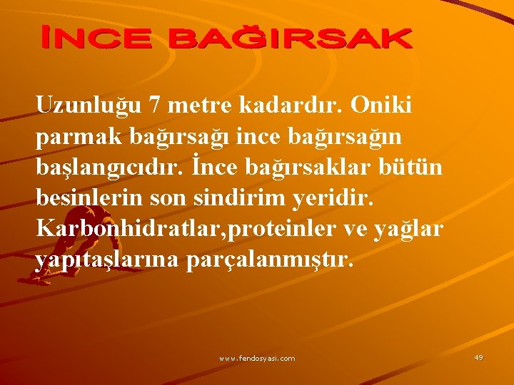 Uzunluğu 7 metre kadardır. Oniki parmak bağırsağı ince bağırsağın başlangıcıdır. İnce bağırsaklar bütün besinlerin