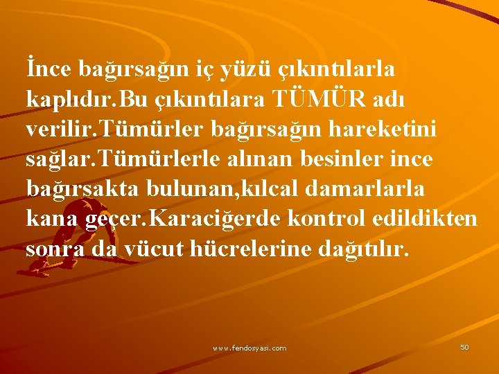 İnce bağırsağın iç yüzü çıkıntılarla kaplıdır. Bu çıkıntılara TÜMÜR adı verilir. Tümürler bağırsağın hareketini