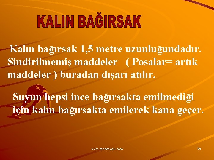 Kalın bağırsak 1, 5 metre uzunluğundadır. Sindirilmemiş maddeler ( Posalar= artık maddeler ) buradan