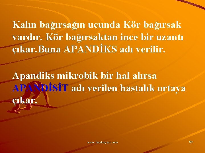 Kalın bağırsağın ucunda Kör bağırsak vardır. Kör bağırsaktan ince bir uzantı çıkar. Buna APANDİKS