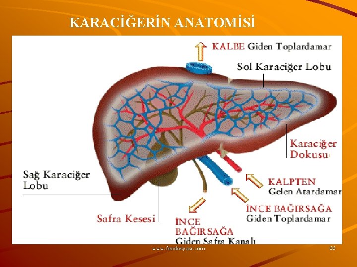 KARACİĞERİN ANATOMİSİ www. fendosyasi. com 66 