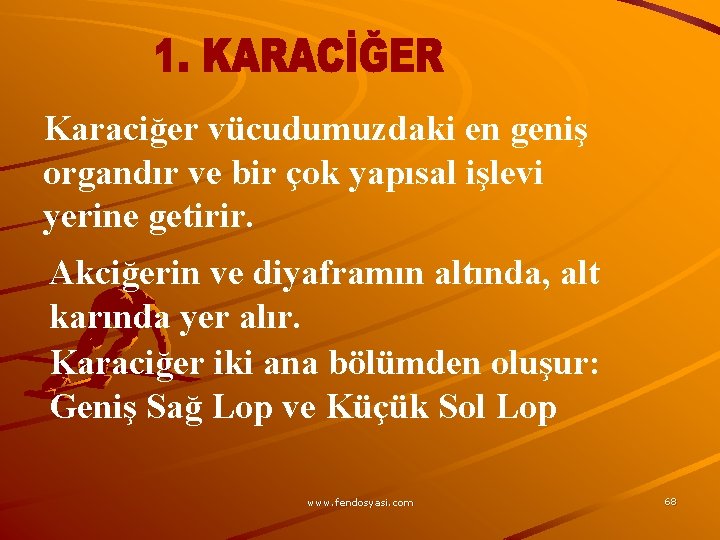 Karaciğer vücudumuzdaki en geniş organdır ve bir çok yapısal işlevi yerine getirir. Akciğerin ve