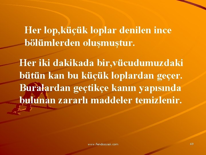 Her lop, küçük loplar denilen ince bölümlerden oluşmuştur. Her iki dakikada bir, vücudumuzdaki bütün