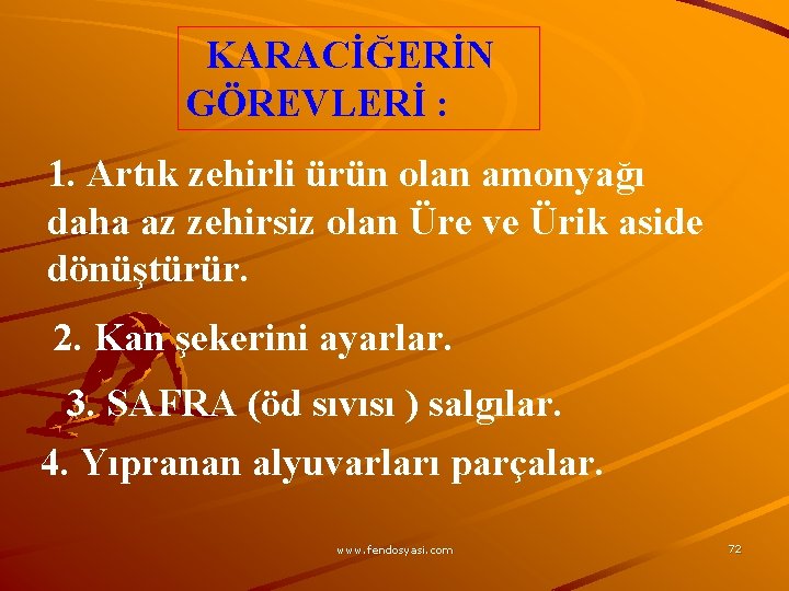 KARACİĞERİN GÖREVLERİ : 1. Artık zehirli ürün olan amonyağı daha az zehirsiz olan Üre