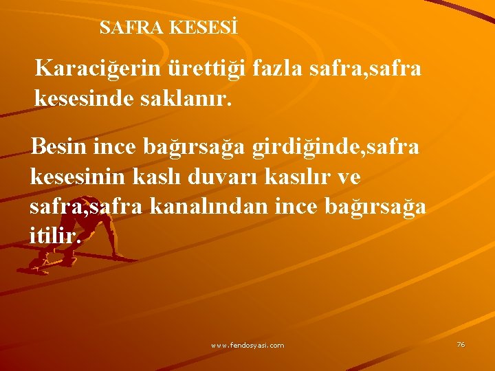 SAFRA KESESİ Karaciğerin ürettiği fazla safra, safra kesesinde saklanır. Besin ince bağırsağa girdiğinde, safra