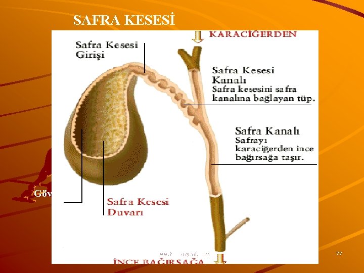 SAFRA KESESİ Gövde www. fendosyasi. com 77 