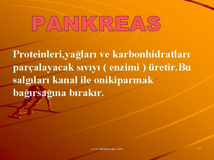 Proteinleri, yağları ve karbonhidratları parçalayacak sıvıyı ( enzimi ) üretir. Bu salgıları kanal ile