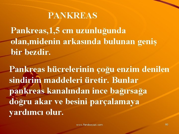PANKREAS Pankreas, 1, 5 cm uzunluğunda olan, midenin arkasında bulunan geniş bir bezdir. Pankreas